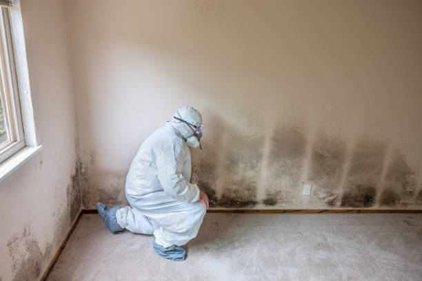 Mold Odor Removal Services in Barnum Island, NY